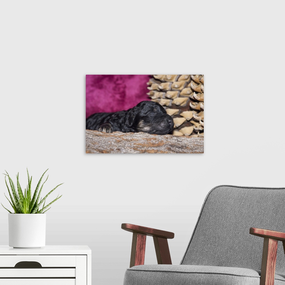 A modern room featuring Sleeping Standard Poodle Puppy.