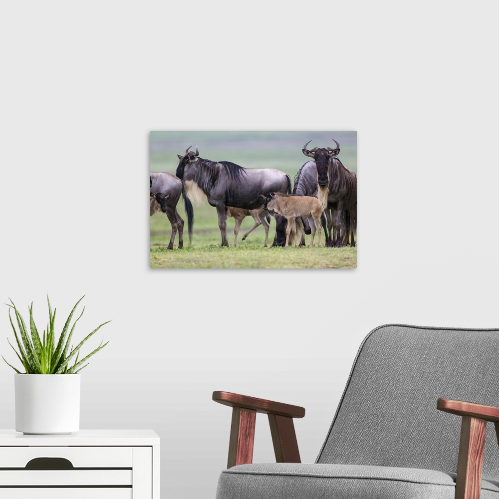 A modern room featuring Small herd of wildebeest stop on migration, accompanied by three young calves.