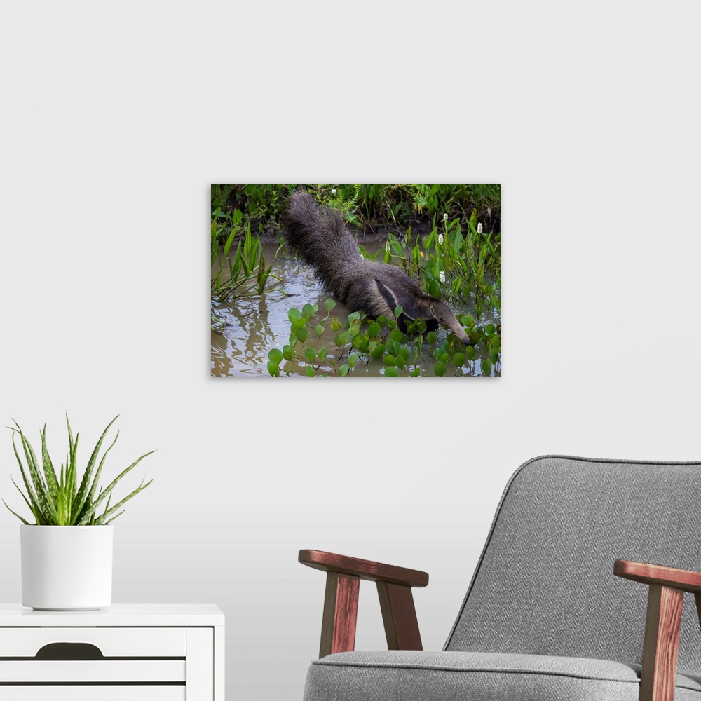 A modern room featuring South America. Brazil. A giant anteater (Myrmecophagia tridactyla) in the Pantanal, the world's l...