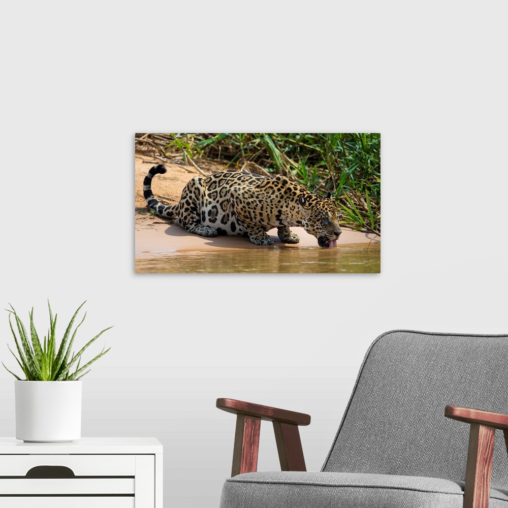 A modern room featuring South America. Brazil. A jaguar (Panthera onca), an apex predator, drinks along the banks of a ri...