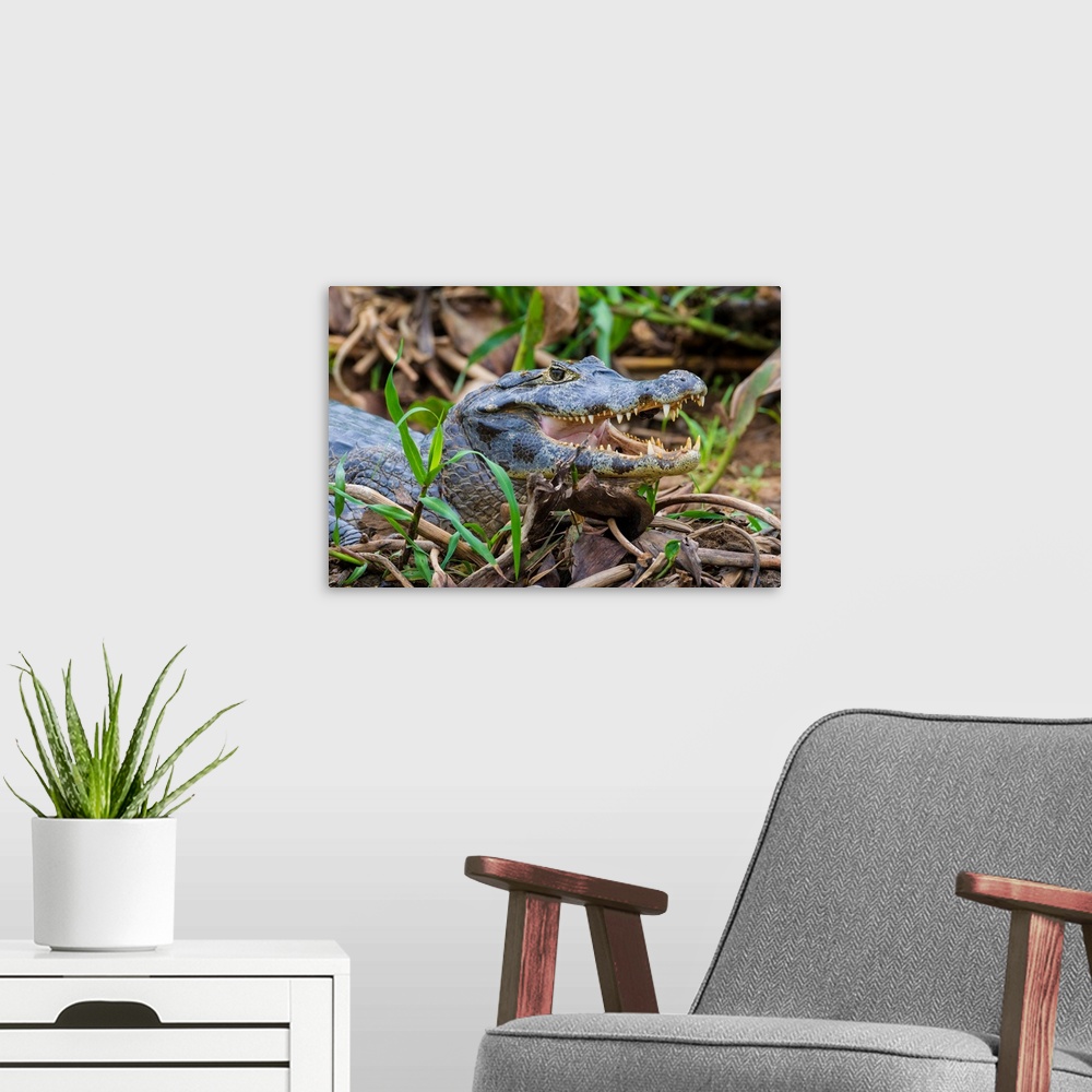 A modern room featuring South America. Brazil. A spectacled caiman (Caiman crocodilus) commonly found in the Pantanal, th...