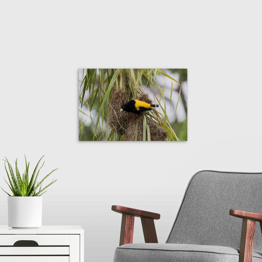 A modern room featuring South America, Brazil, The Pantanal, yellow-rumped cacique, Cacicus cela. A yellow-rumped cacique...