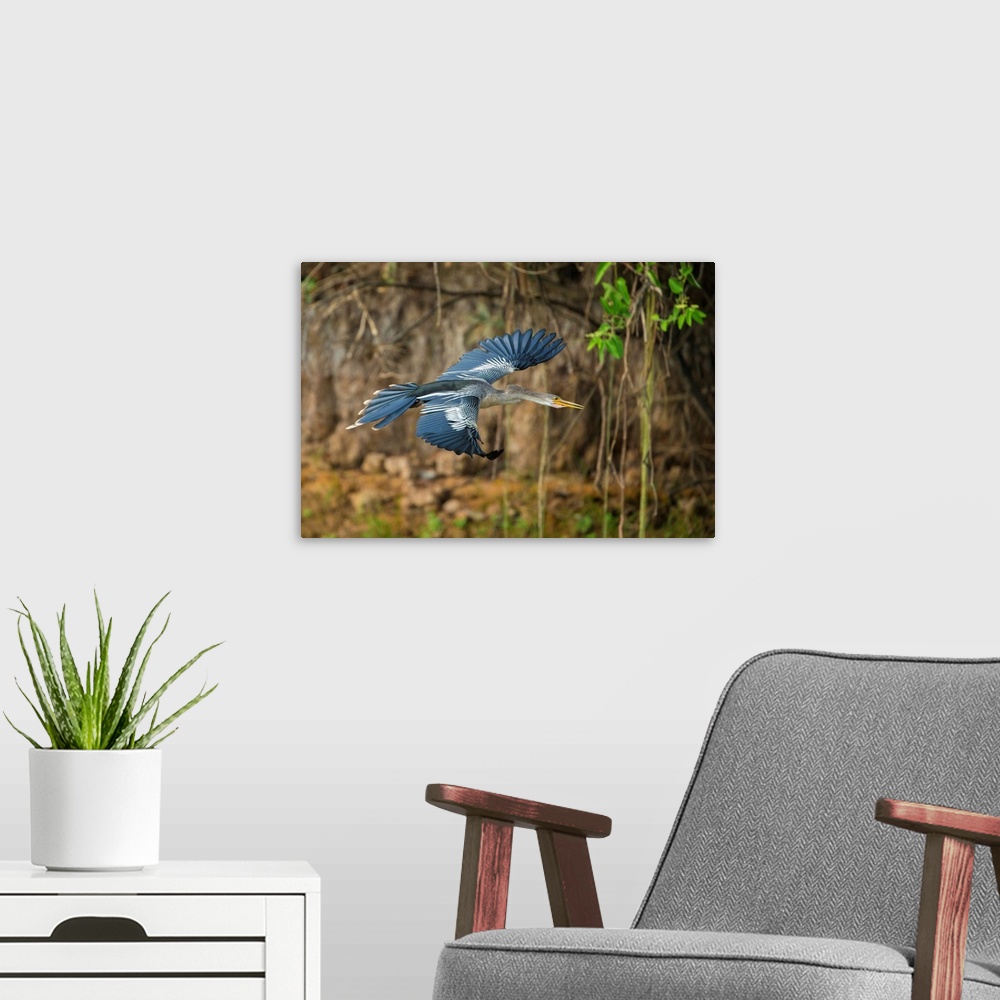 A modern room featuring South America. Brazil. An anhinga (Anhinga anhinga) flying along a river bank in the Pantanal, th...
