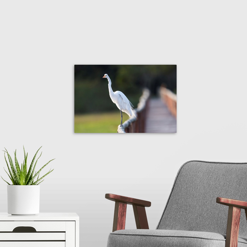 A modern room featuring South America, Brazil, The Pantanal, Porto Jofre, great egret, Ardea alba. Great egret stands on ...