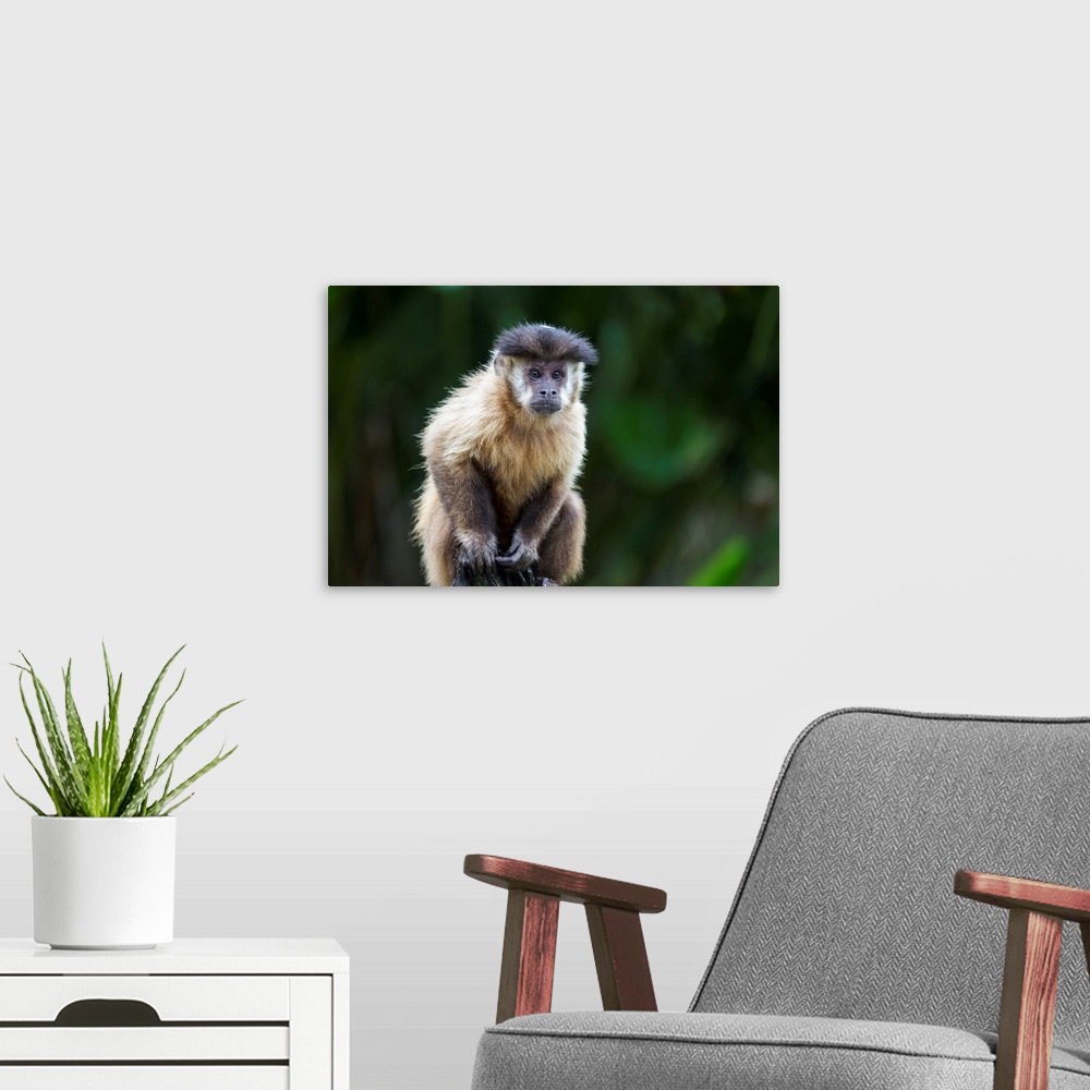 A modern room featuring South America, Brazil, Mato Grosso do Sul, Bonito, brown capuchin monkey, Cebus apella. Portrait ...