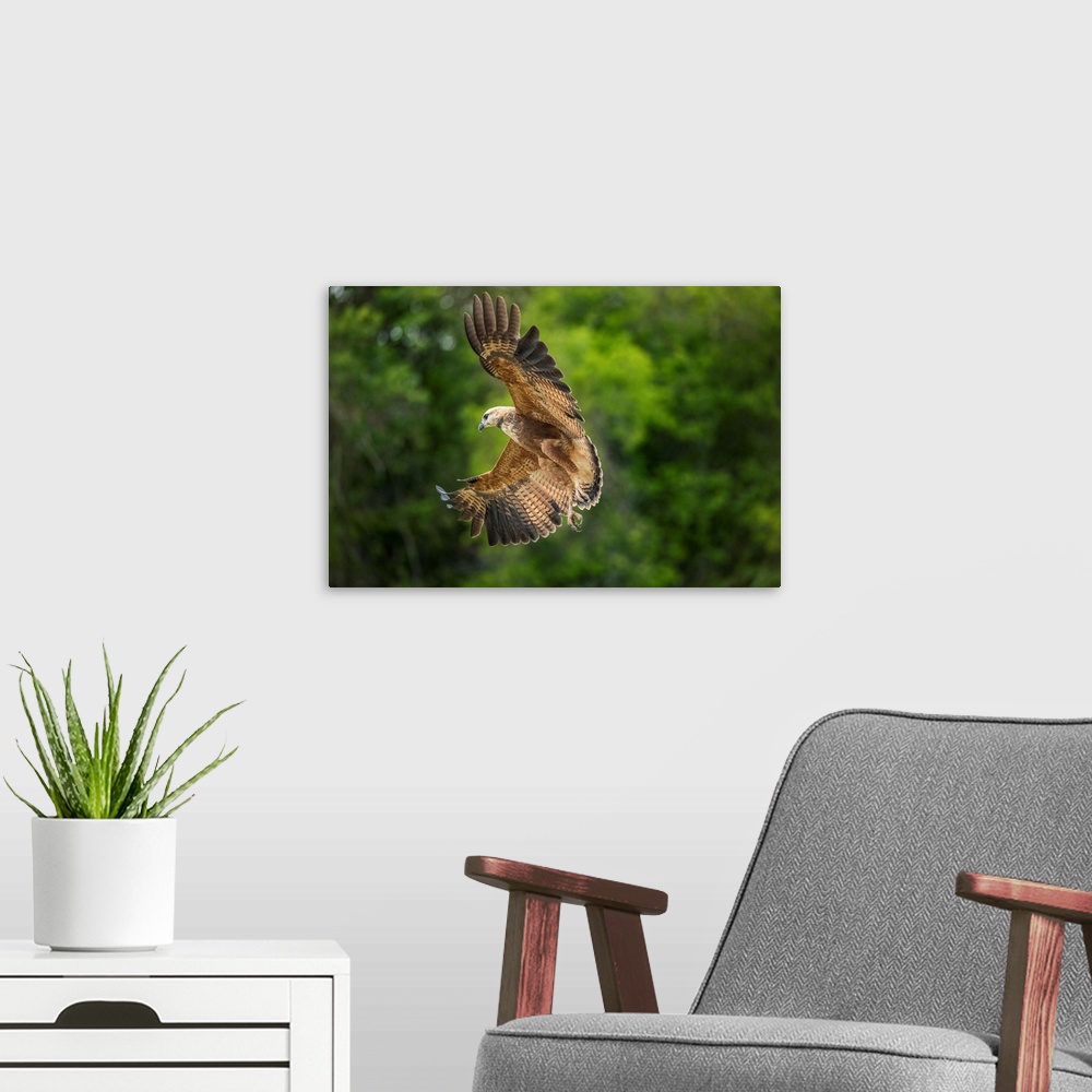 A modern room featuring South America, Brazil, Pantanal. Black-collared hawk flying.