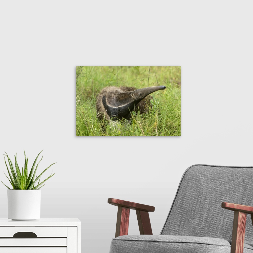 A modern room featuring South America, Brazil, Pantanal. Giant anteater igrass.