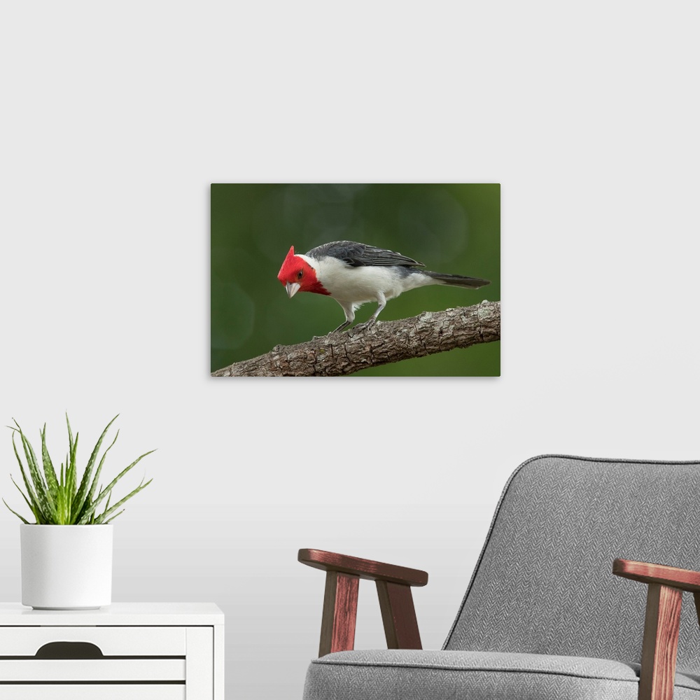 A modern room featuring South America, Brazil, Pantanal. Red-crested cardinal on tree.