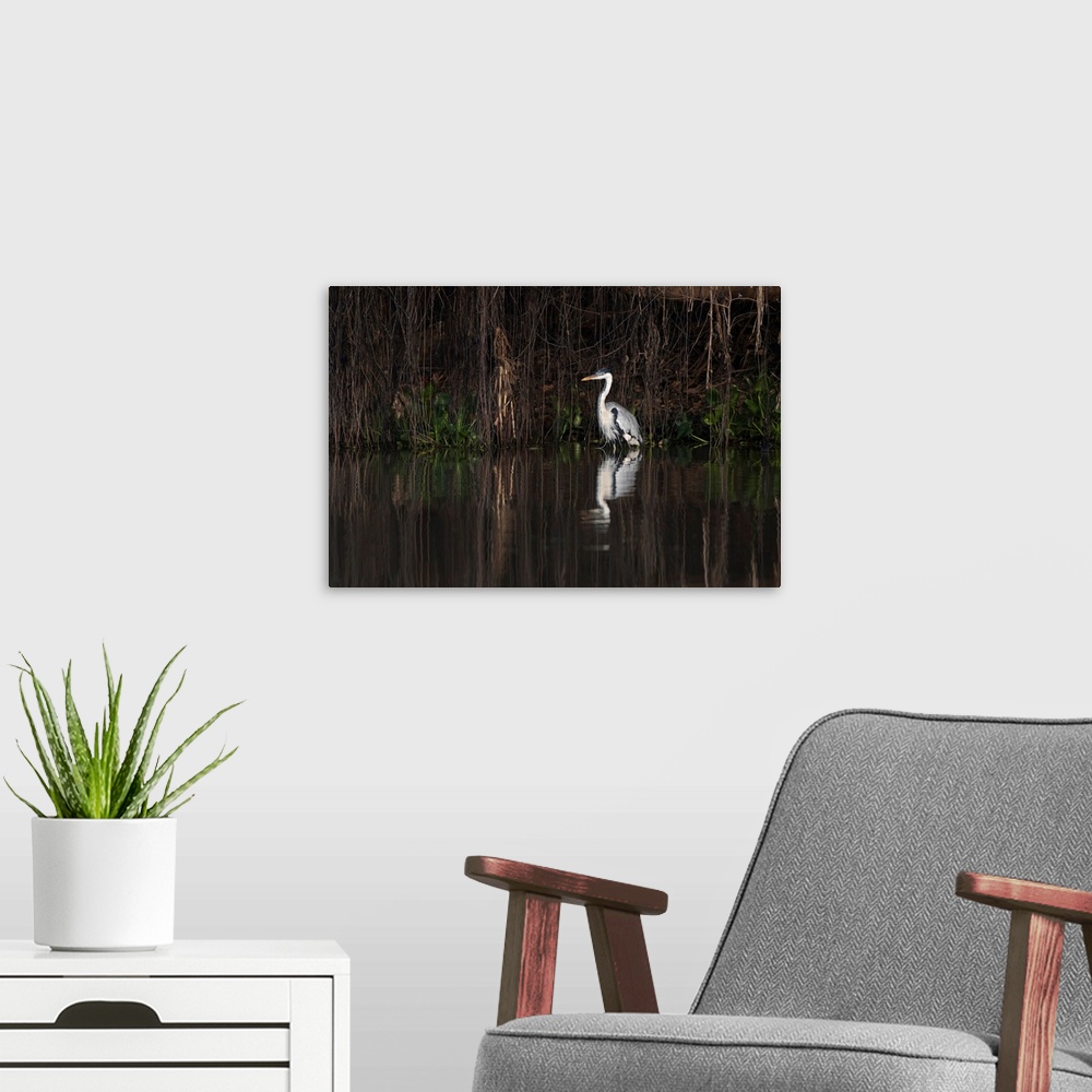 A modern room featuring South America, Brazil, The Pantanal, cocoi heron, Ardea cocoi. Portrait of a cocoi heron standing...