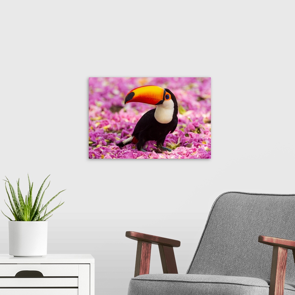 A modern room featuring South America. Brazil. Toco Toucan (Ramphastos toco albogularis) is a bird with a large colorful ...
