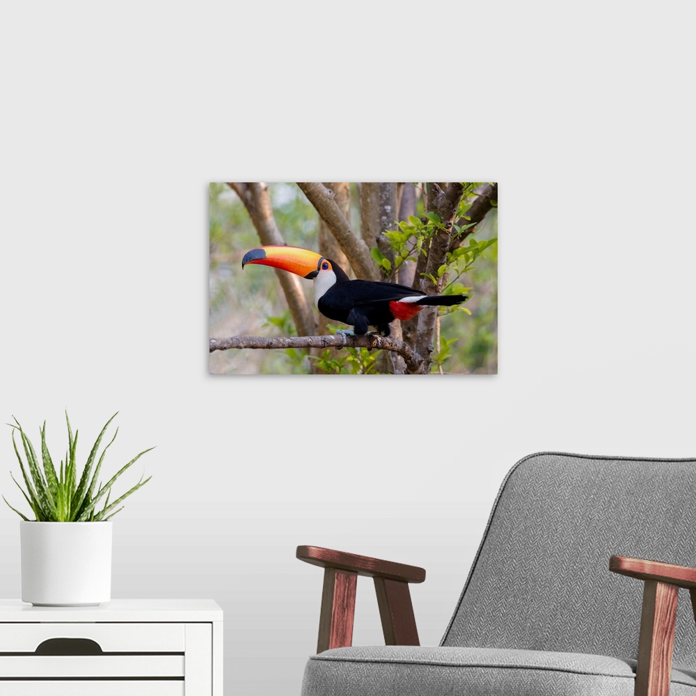 A modern room featuring South America, Brazil, The Pantanal, toco toucan, Ramphastos toco. Portrait of a toco toucan sitt...
