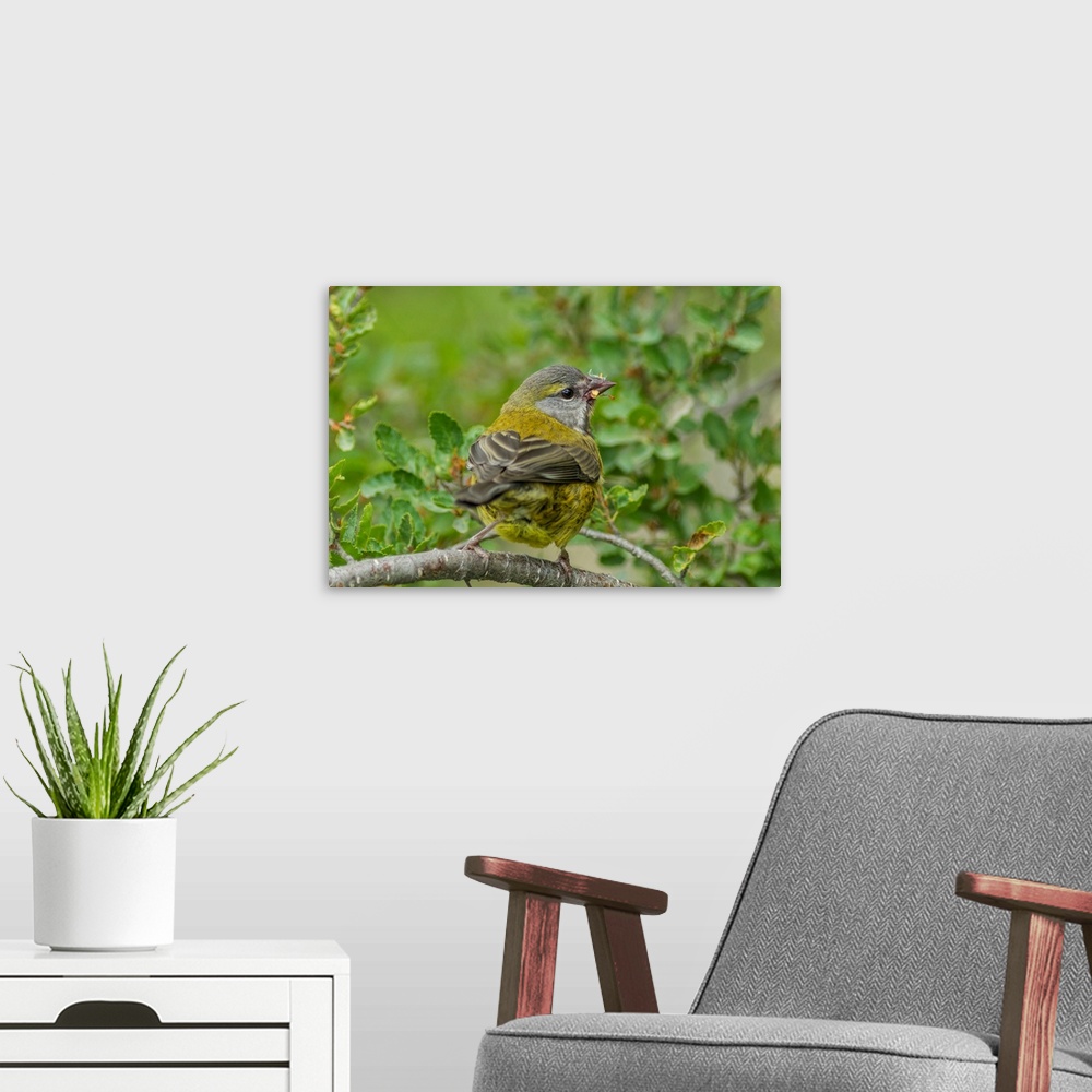 A modern room featuring South America, Chile, Patagonia. Black-chinned siskin on limb.