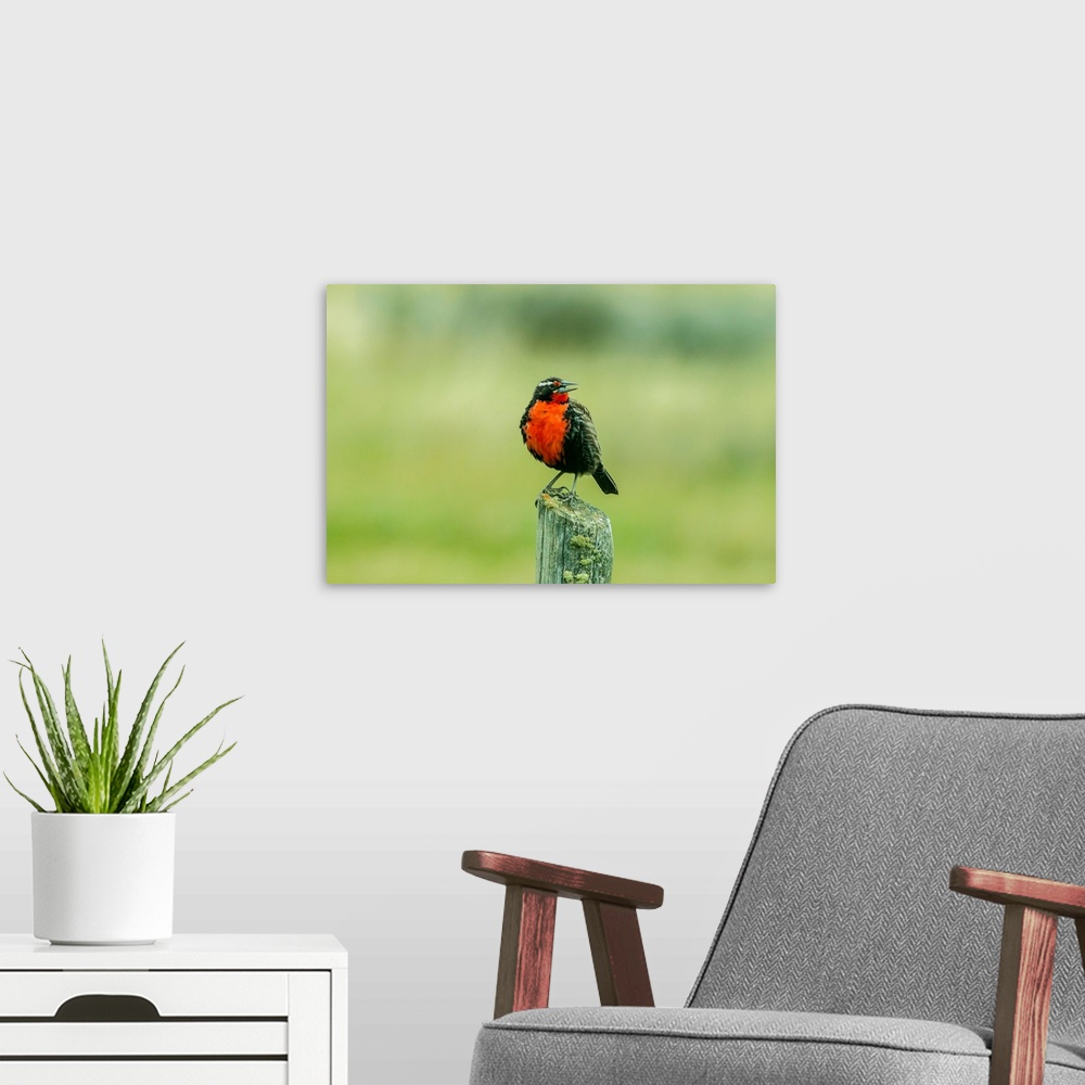 A modern room featuring South America, Chile, Patagonia. Long-tailed meadowlark singing. Credit as: Cathy and Gordon Illg...