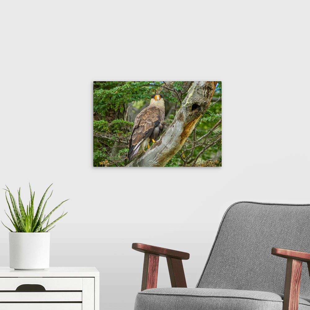A modern room featuring South America, Chile, Patagonia. Southern caracara close-up.