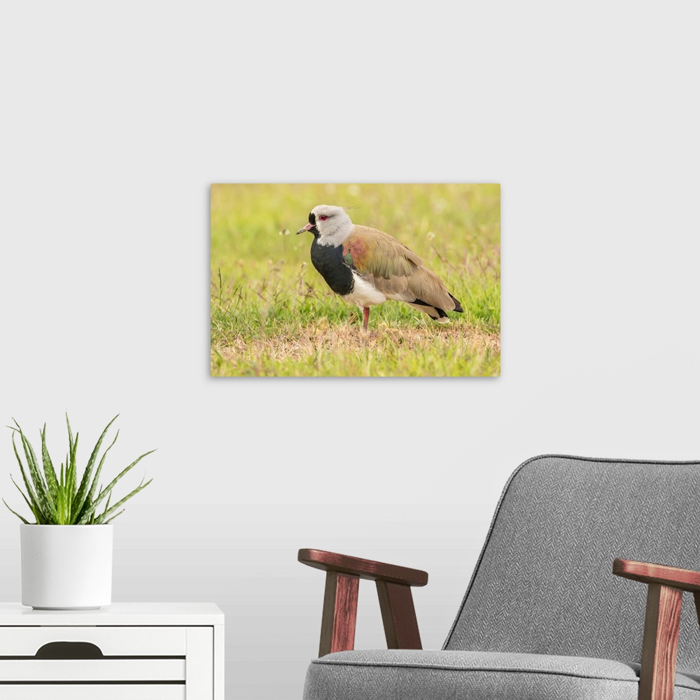 A modern room featuring South America, Chile, Patagonia. Southern lapwing close-up.