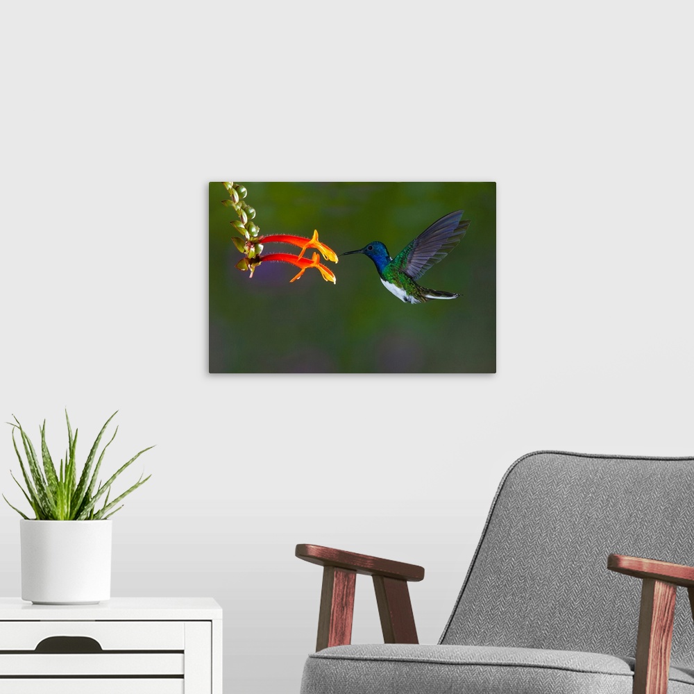 A modern room featuring South America, Costa Rica. White-necked jacobin hummingbird.
