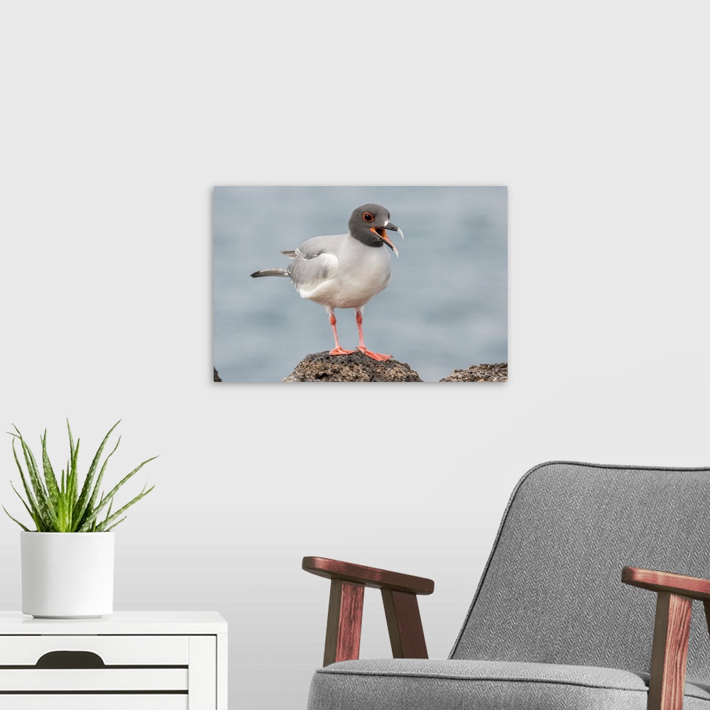 A modern room featuring South America, Ecuador, Galapagos National Park. Swallow-tailed gull panting to stay cool.