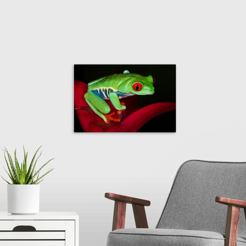 A modern room featuring South America, Panama. Red-eyed tree frog on bromelied flower.