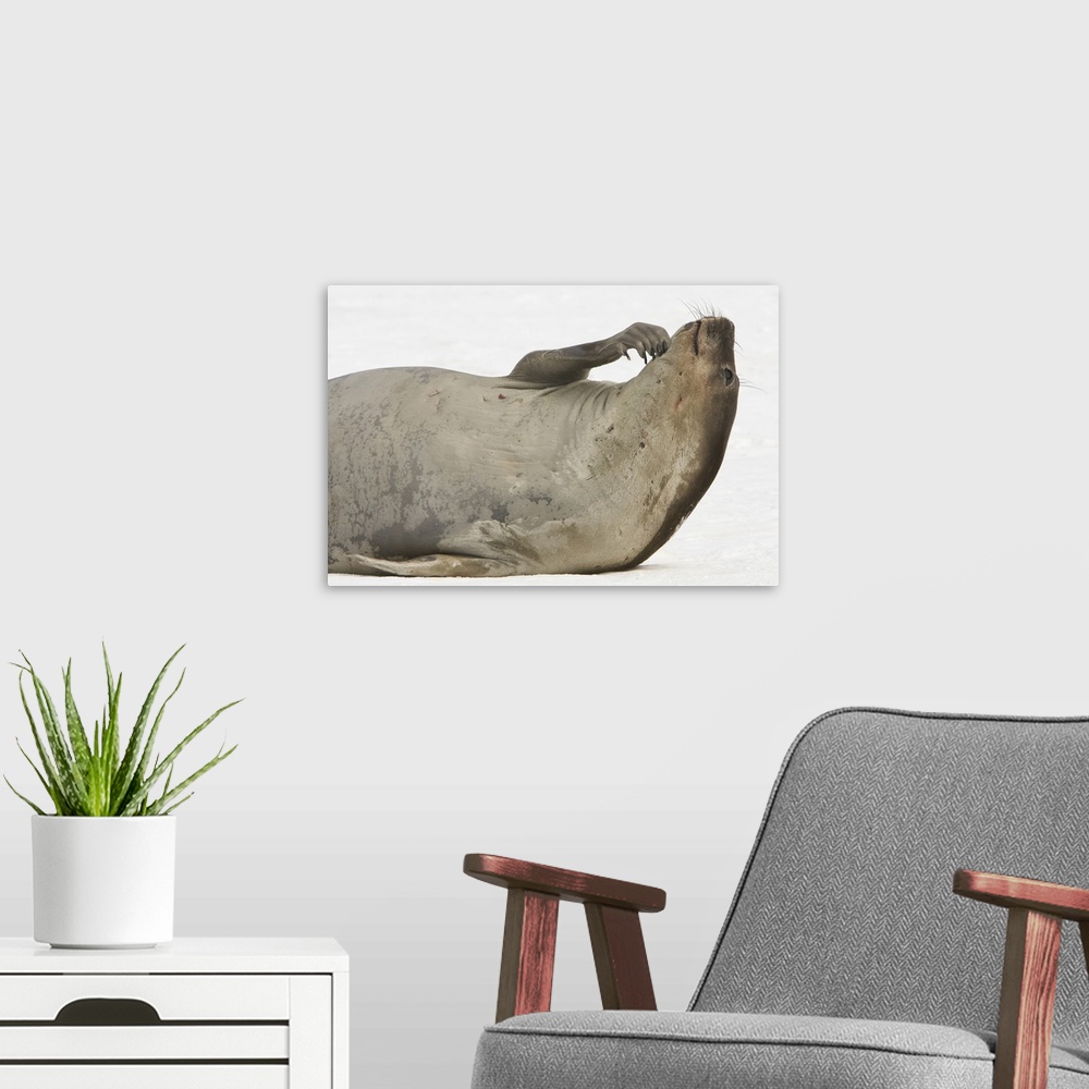 A modern room featuring South Shetland Islands, Antarctica. Young Elephant Seal Scratches Chin.