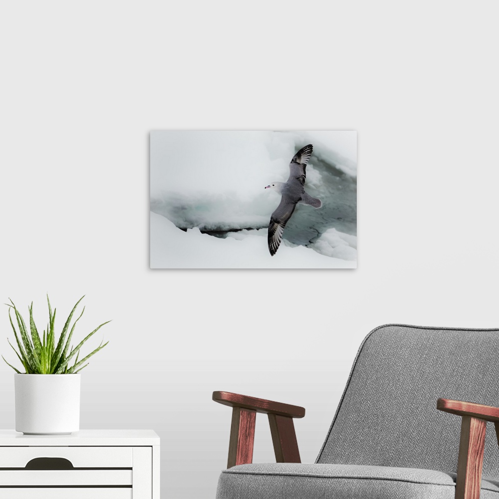 A modern room featuring Southern Ocean, Antarctica. Albatross flying above sea ice.