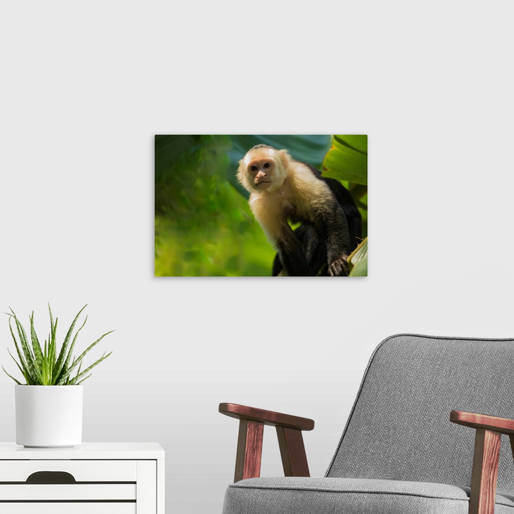 A modern room featuring Costa Rica, monkey, spider monkey, tree.