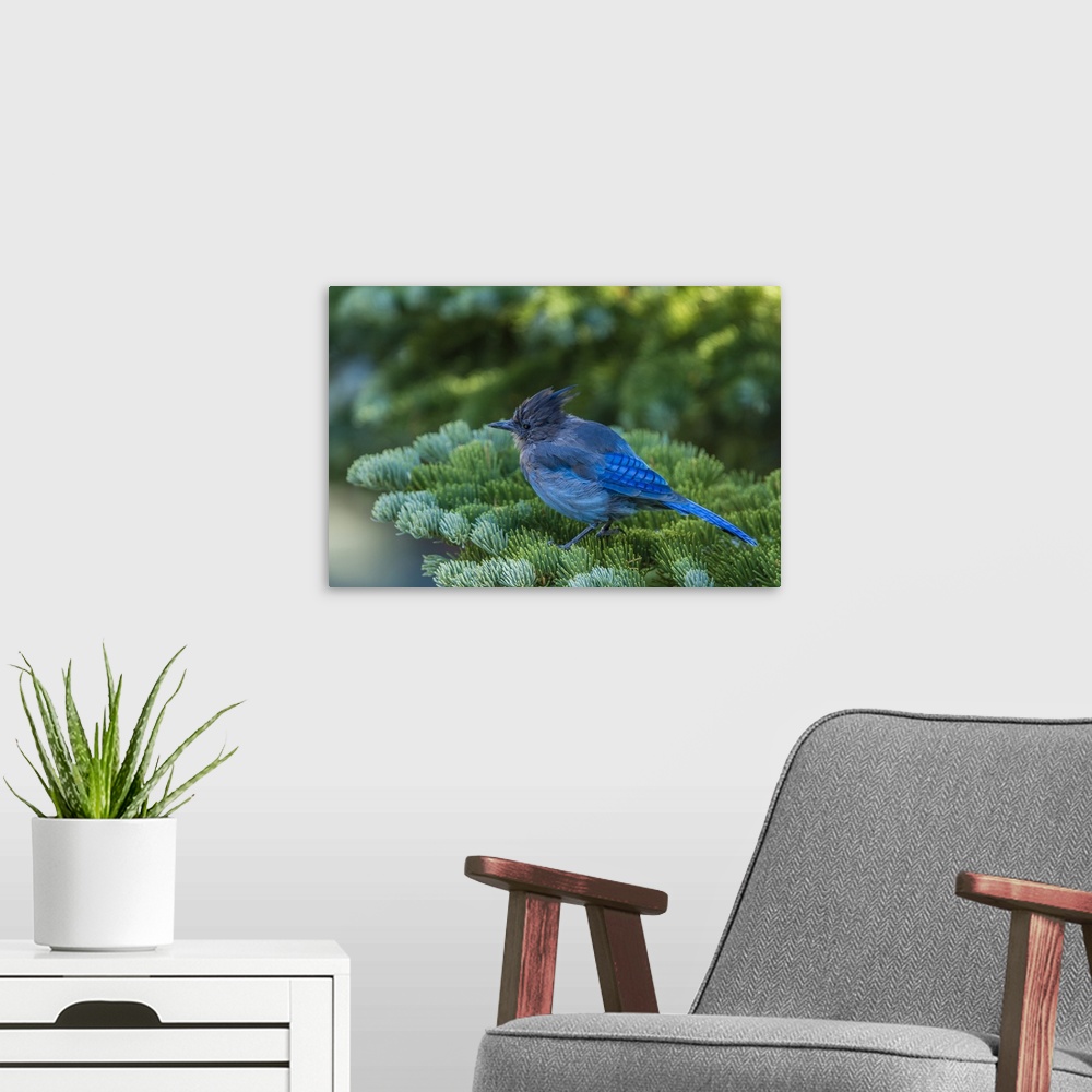 A modern room featuring Steller's Jay perched on a Fir Bough at Mammoth Lakes California