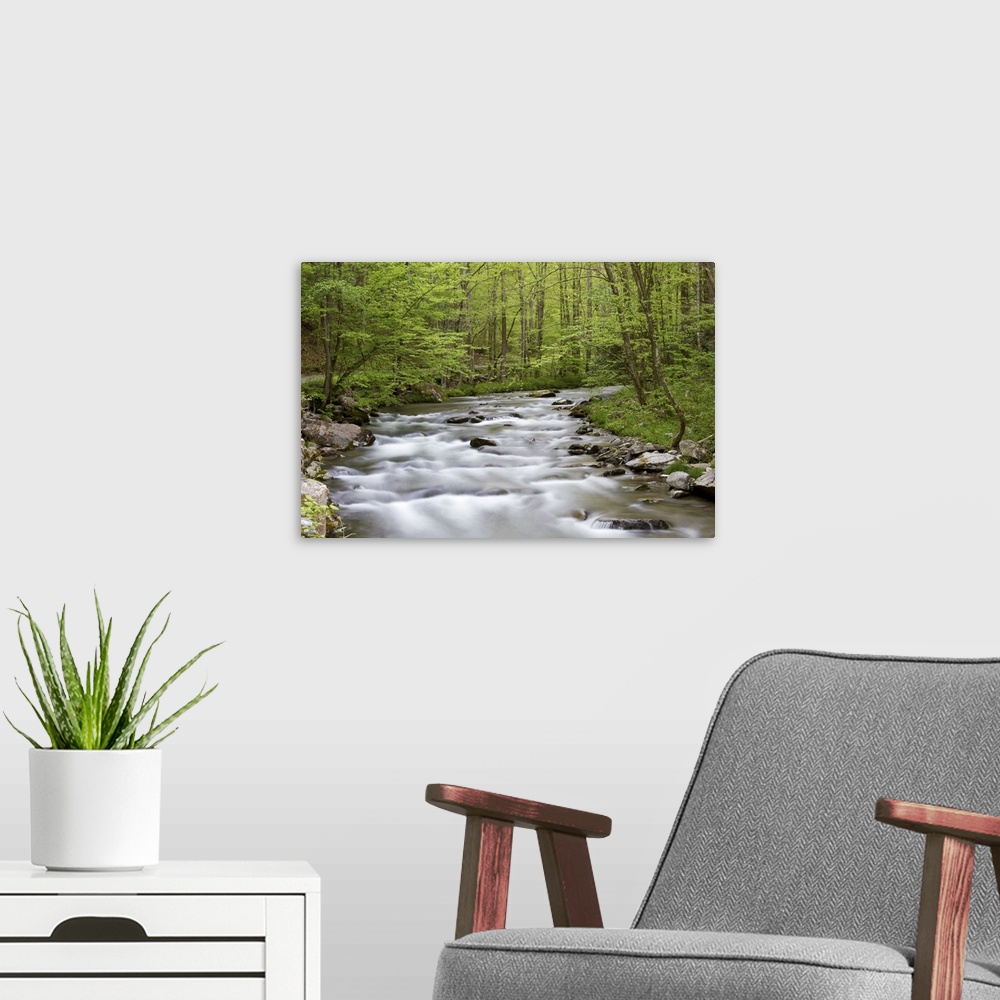 A modern room featuring Straight Fork Creek in spring, Great Smoky Mountains National Park, NC