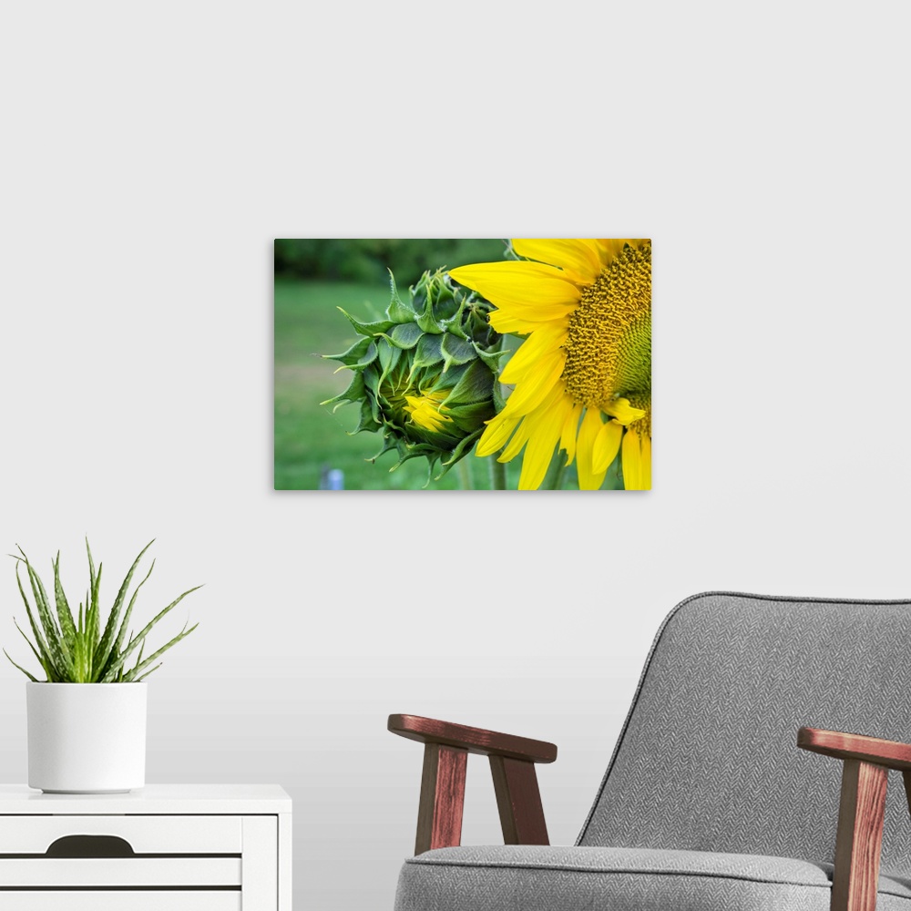 A modern room featuring Sunflower, Vermont, USA