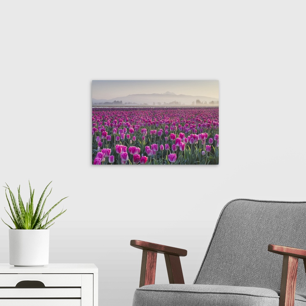 A modern room featuring Sunrise over the Skagit Valley Tulip Fields, Washington State