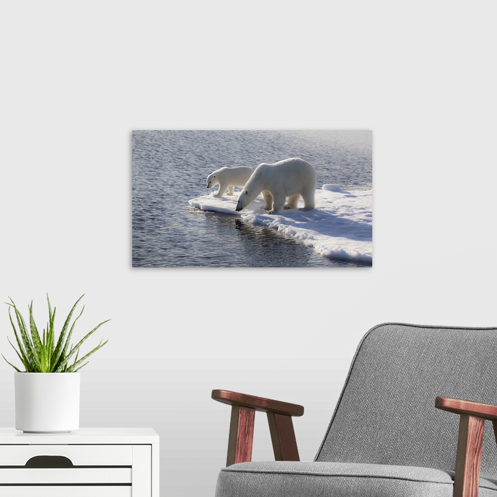 A modern room featuring Svalbard. Mother and child Polar Bears.