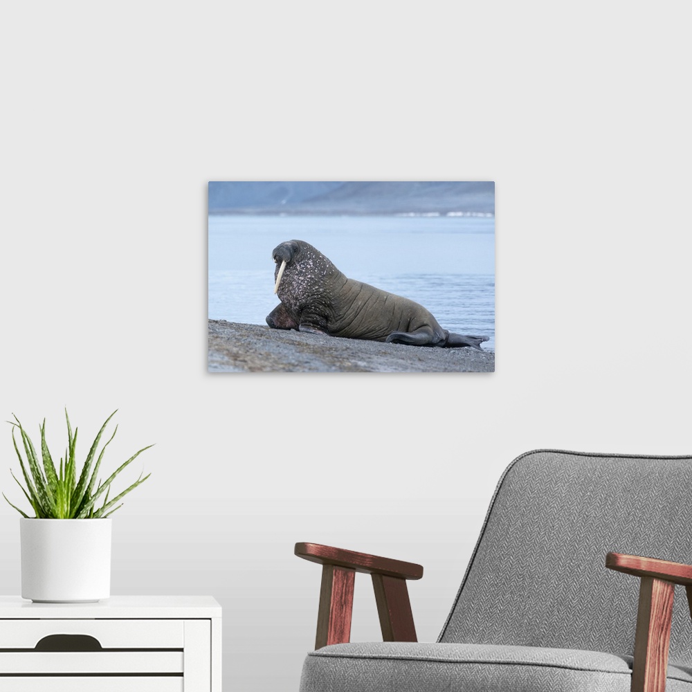 A modern room featuring Svalbard, Spitsbergen, a one-tusked walrus hauls out onto the shore.