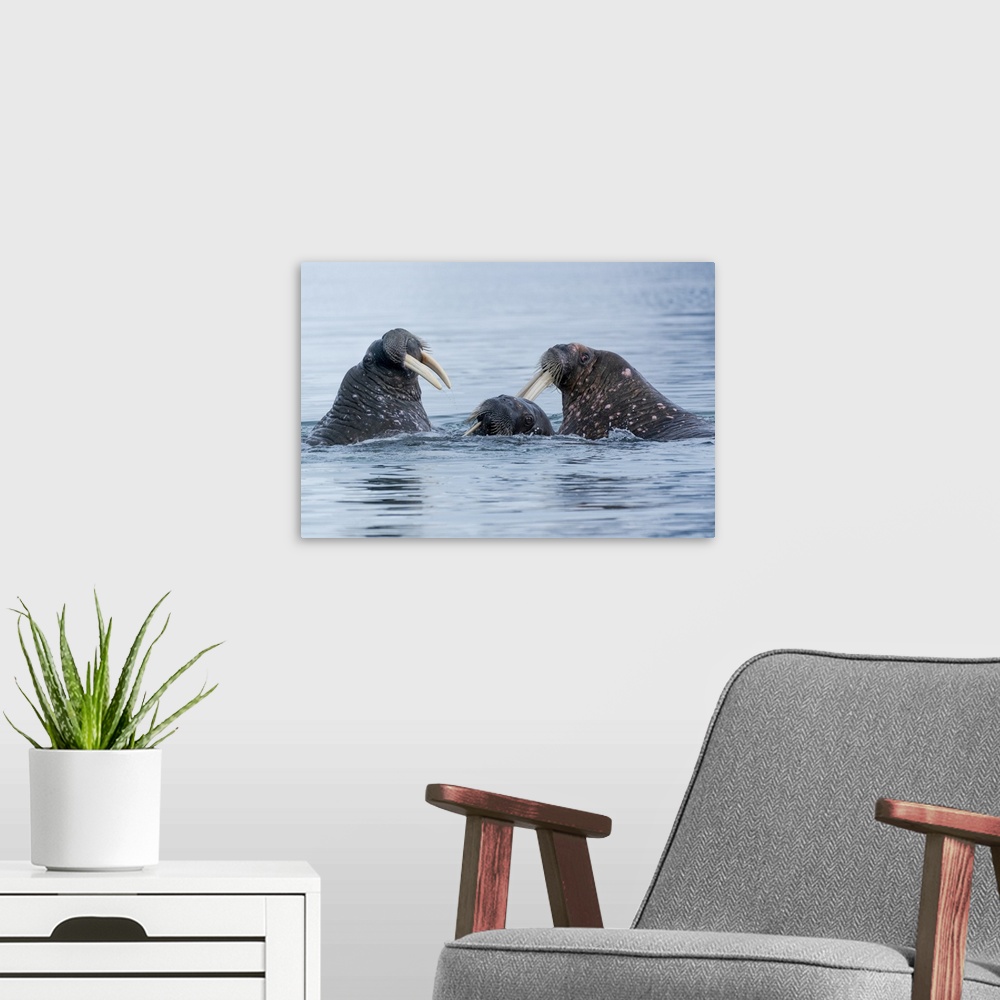 A modern room featuring Svalbard, Spitsbergen. Three walrus playing together in the water.