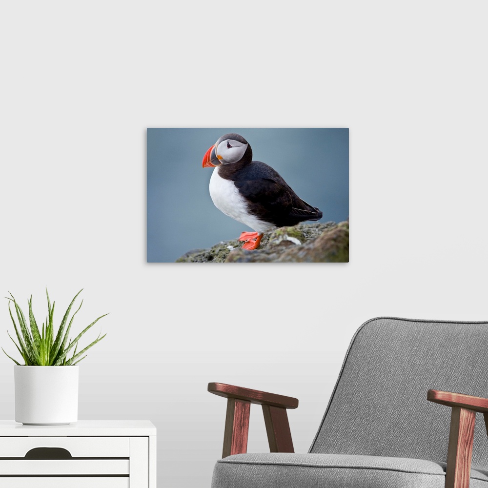 A modern room featuring The Atlantic Puffin, a pelagic seabird, shown here in breeding colors.