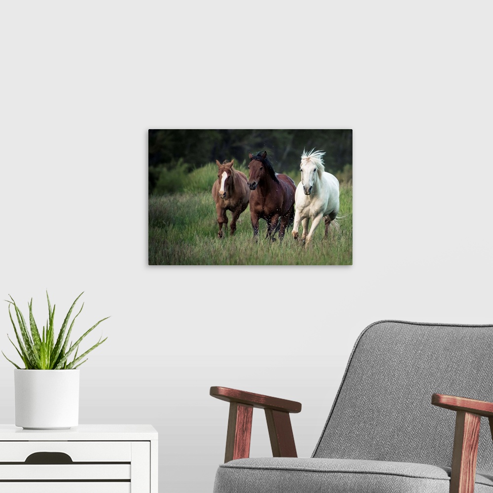 A modern room featuring Three horses running through a green grassy field