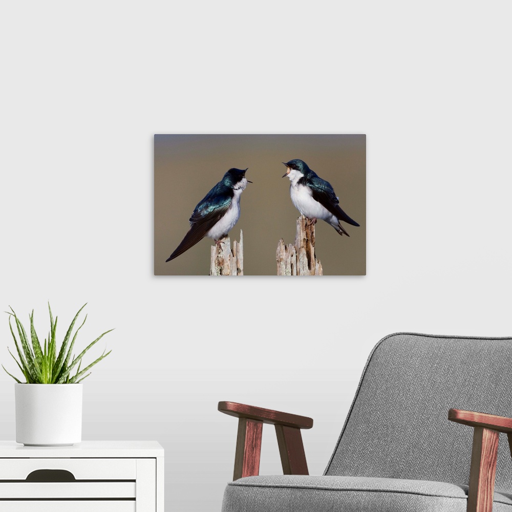 A modern room featuring Tree Swallow Pair