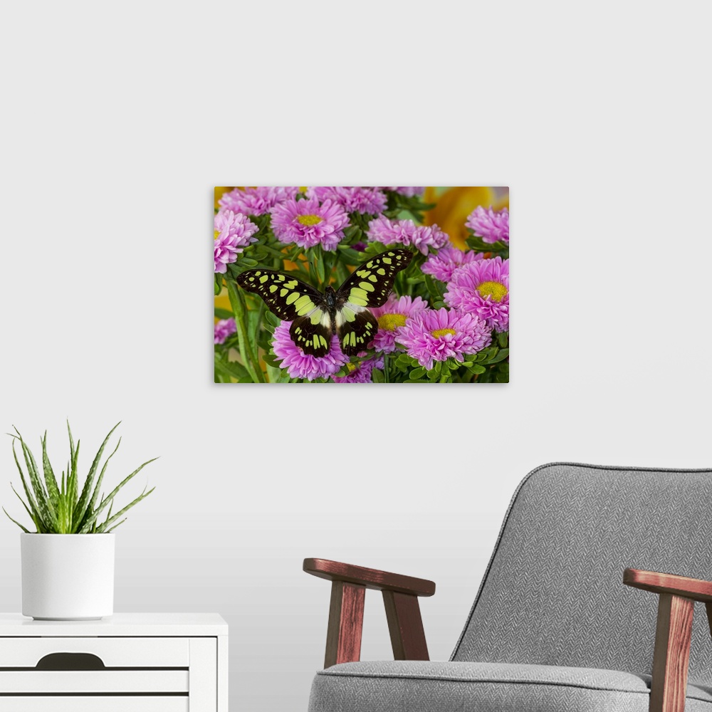 A modern room featuring Tropical butterfly, Graphium tynderacus, on pink mums