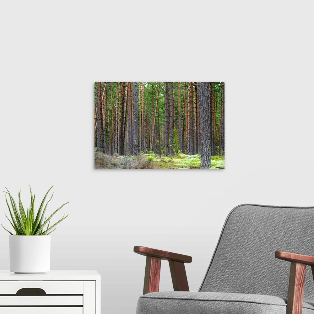 A modern room featuring Trunks of pine trees in a forest making a linear pattern. You can...t see the forest for all the ...