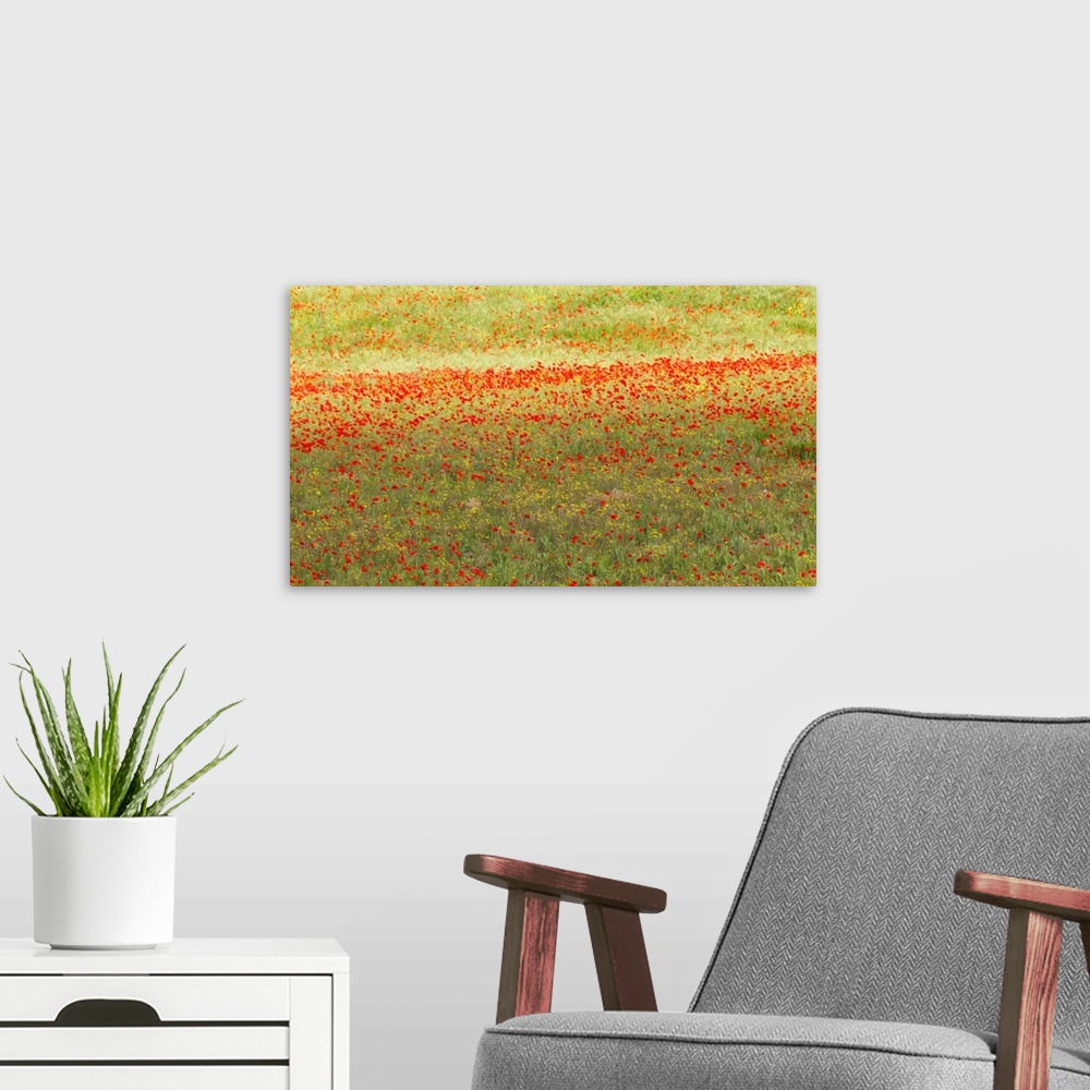 A modern room featuring A painterly effect on a photograph of poppies in an Italian meadow.
