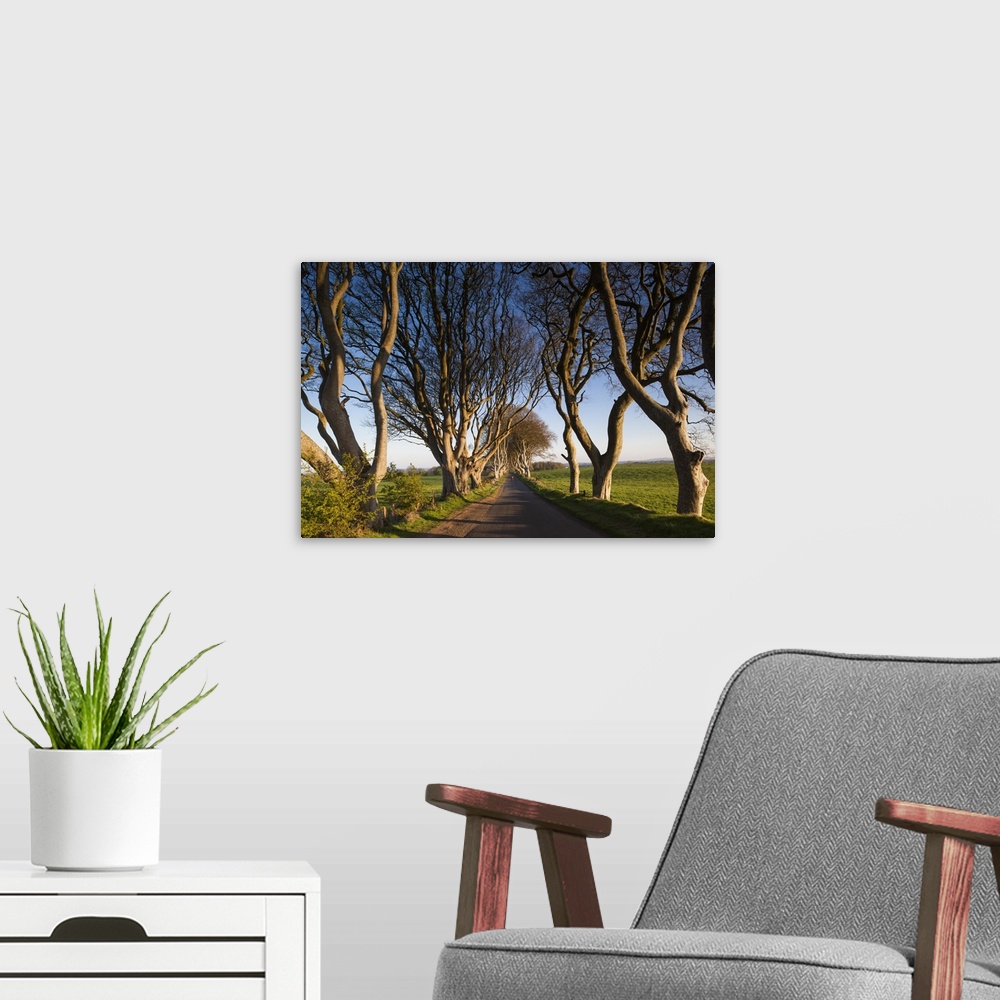 A modern room featuring UK, Northern Ireland, County Antrim, Ballymoney, The Dark Hedges, tree-lined road at dawn.