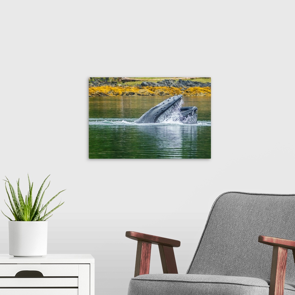 A modern room featuring USA, Alaska, Tongass National Forest. Humpback whale lunge feeds.