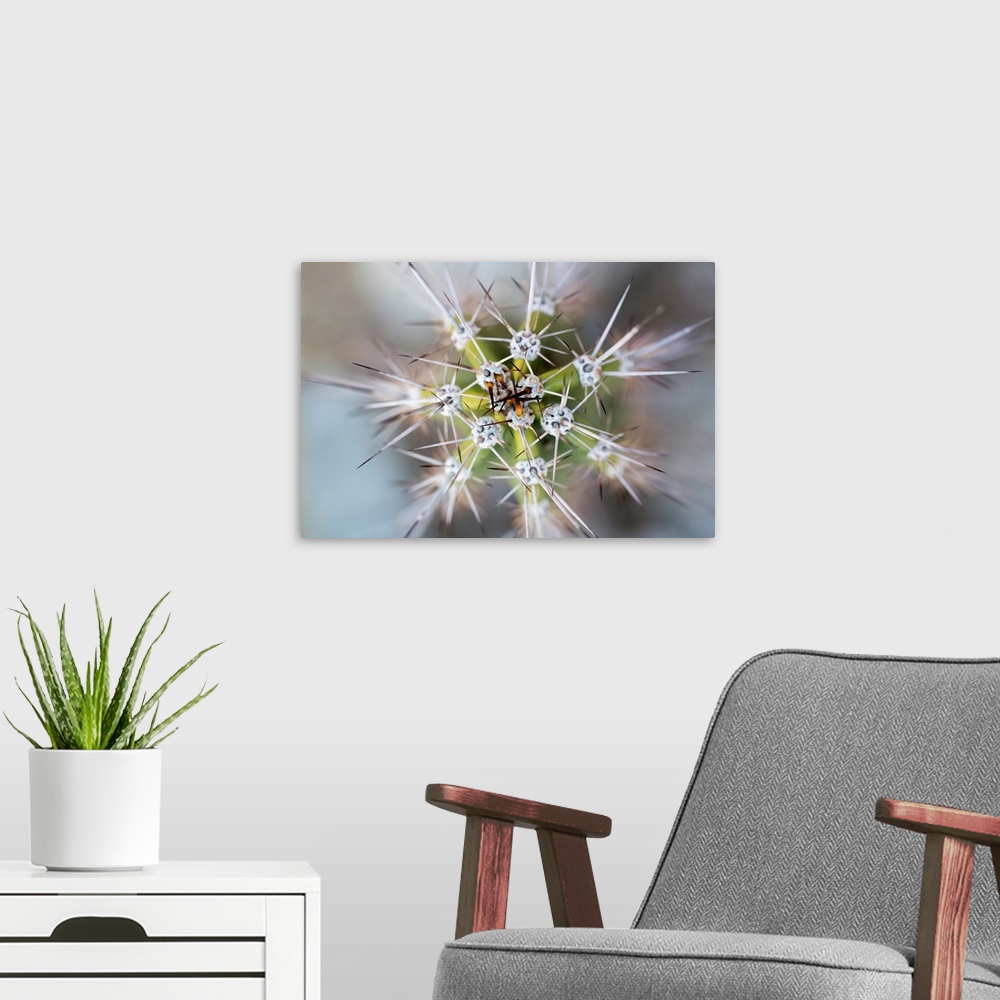 A modern room featuring USA, Arizona. Abstract detail of cactus needles.