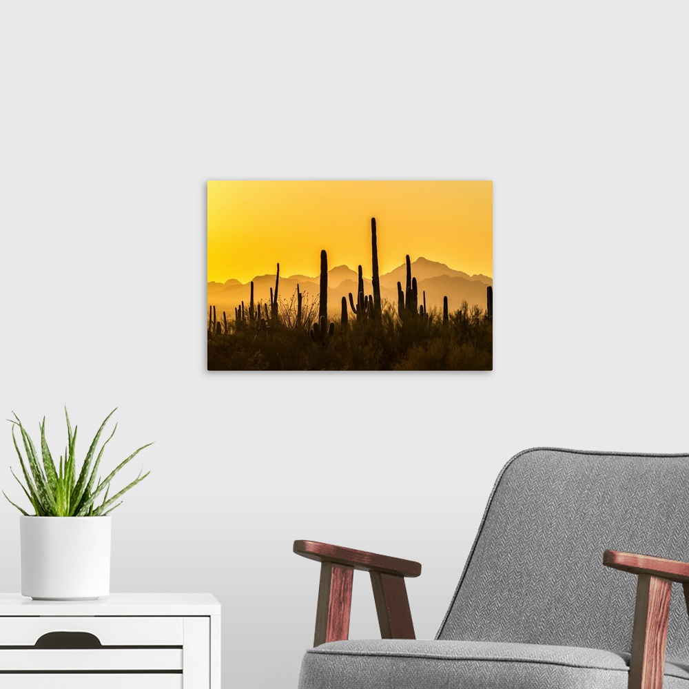 A modern room featuring USA, Arizona, Saguaro National Park. Sonoran Desert at sunset.