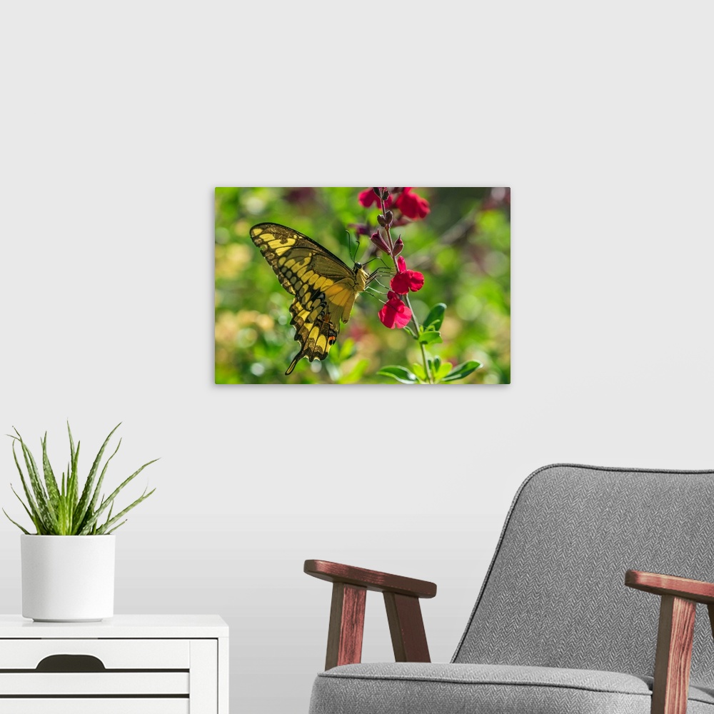A modern room featuring USA, Arizona, Sonoran Desert. Swallow-tailed butterfly on penstemmon flower.