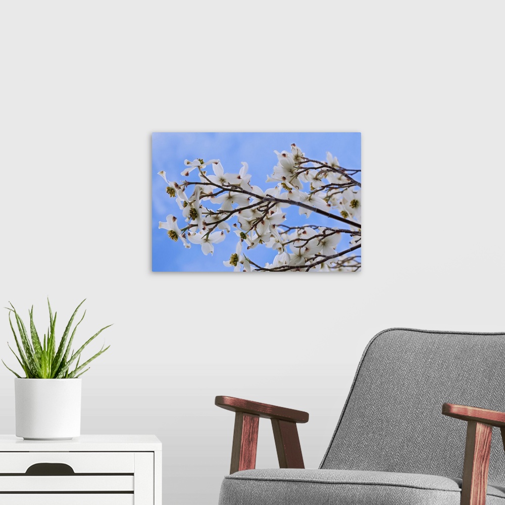 A modern room featuring USA, California, Owens Valley. Blooming dogwood tree.