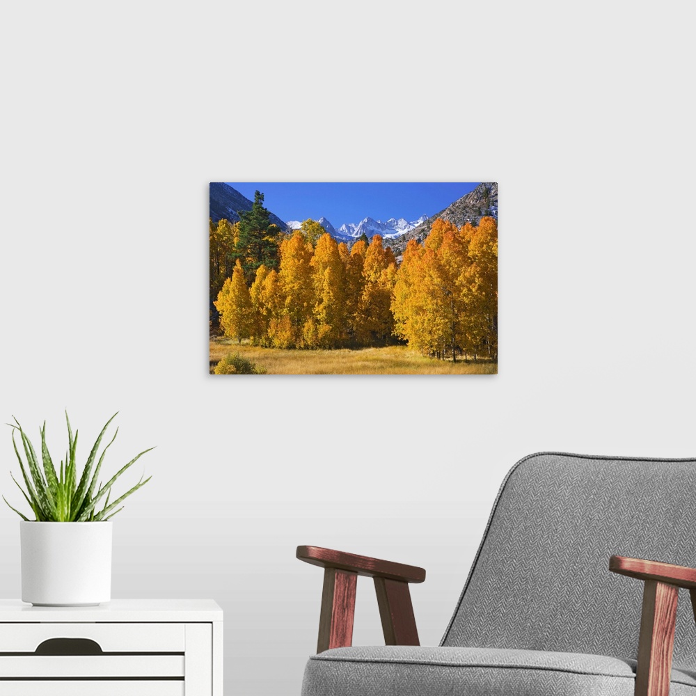 A modern room featuring USA, California, Sierra Nevada Mountains. Aspens in autumn.