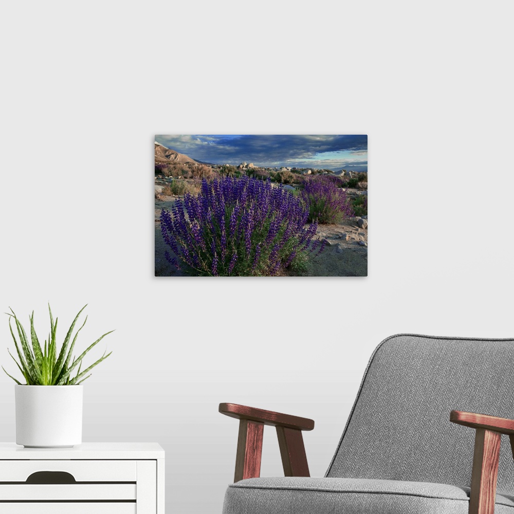 A modern room featuring USA, California, Sierra Nevada Mountains. Landscape with Inyo bush lupine.