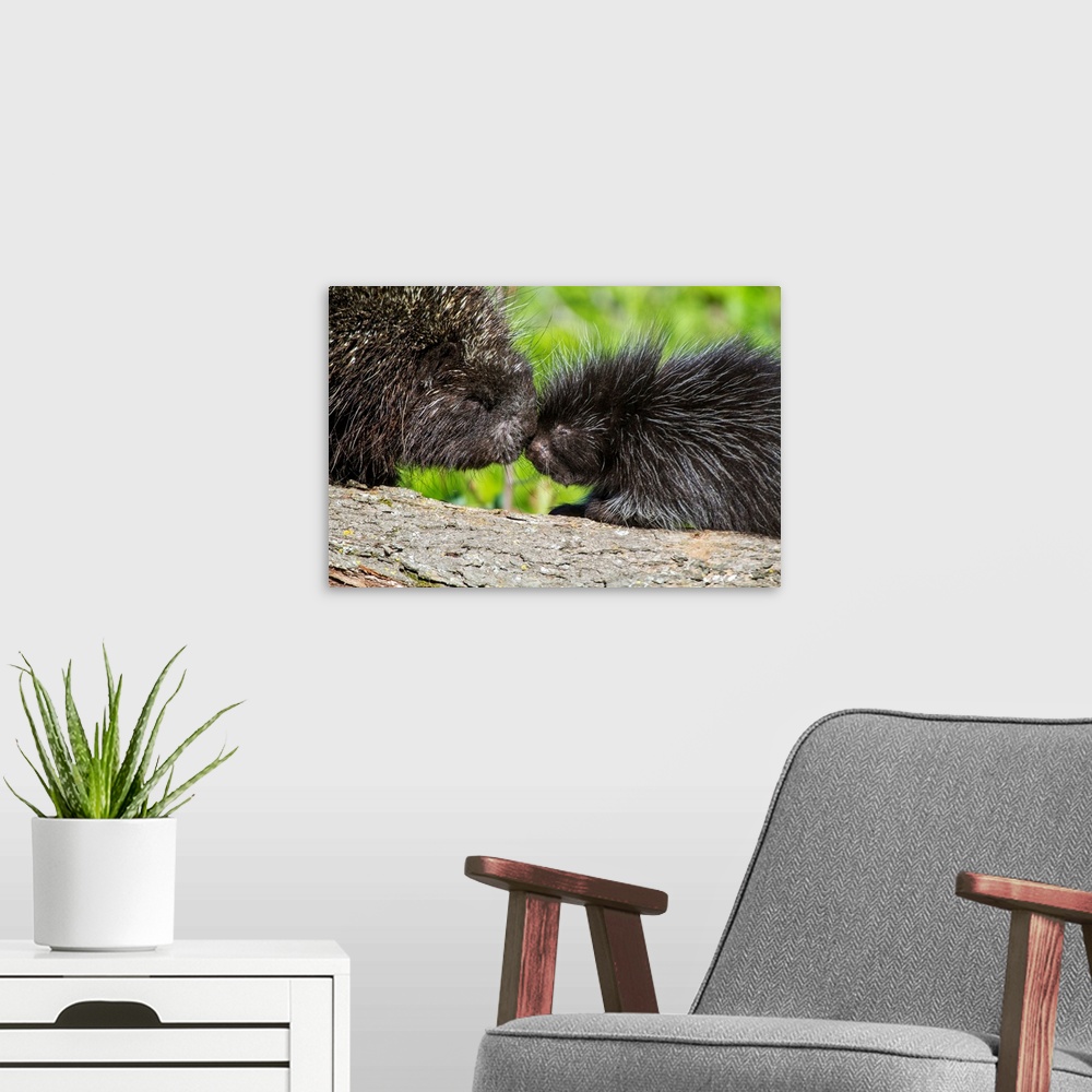 A modern room featuring USA, Minnesota, Sandstone, Porcupine Mother and Baby