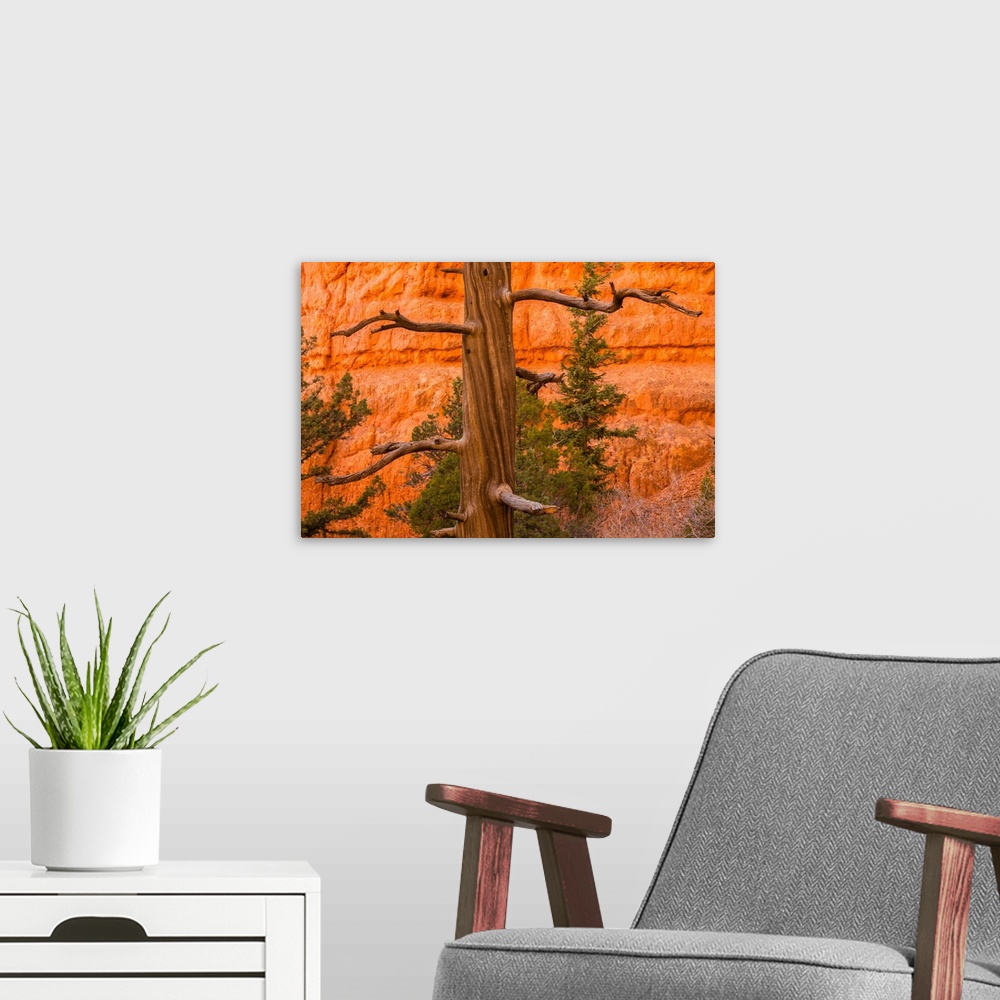 A modern room featuring USA, Utah, Red Canyon. Rock formation and dead ponderosa pine tree.