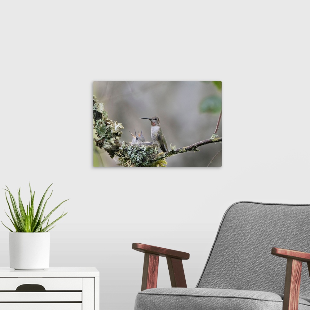 A modern room featuring USA. Washington State. Adult female Anna's Hummingbird (Calypte anna) at cup nest containing two ...