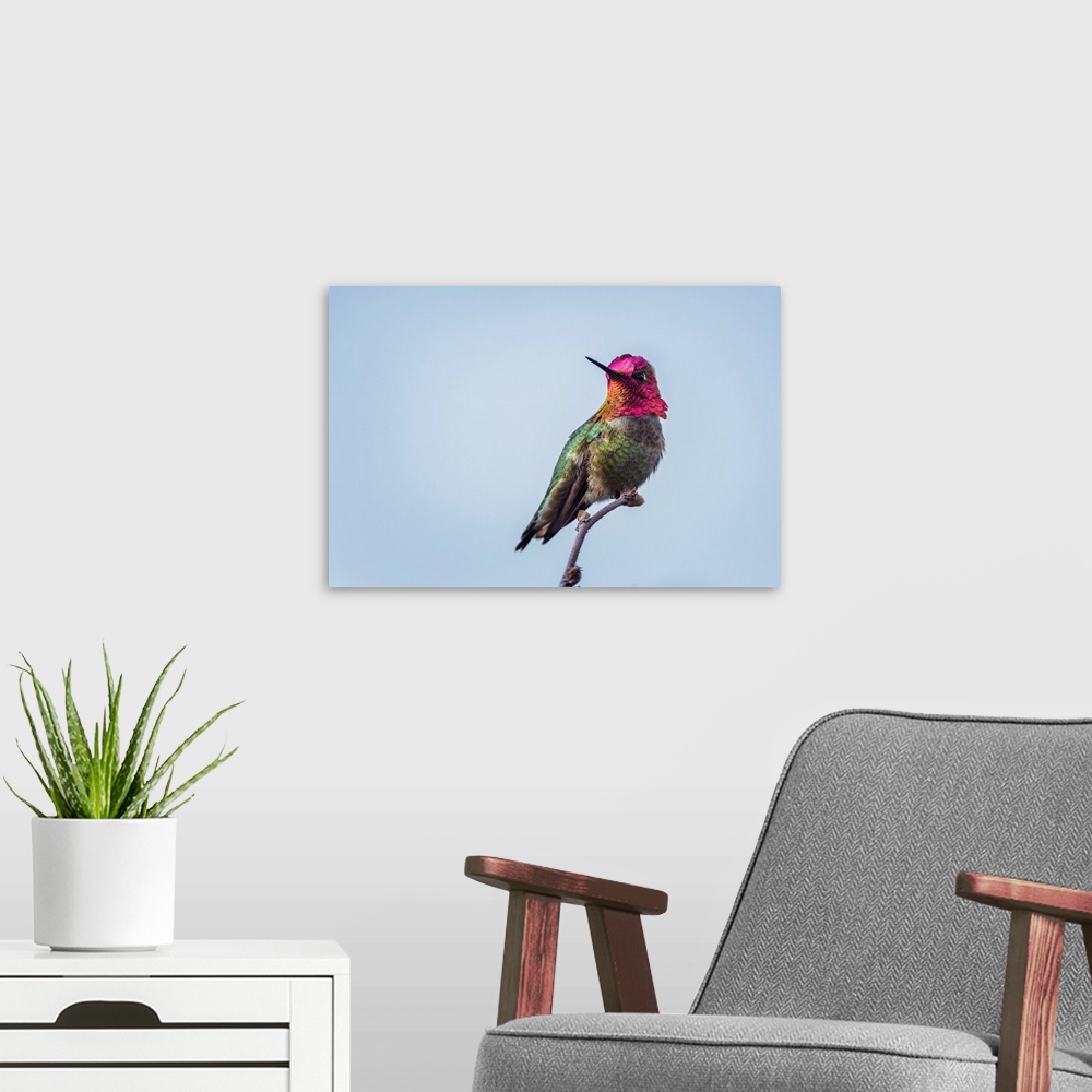 A modern room featuring USA. Washington State. Adult male Anna's Hummingbird (Calypte anna) flashes his iridescent gorget.